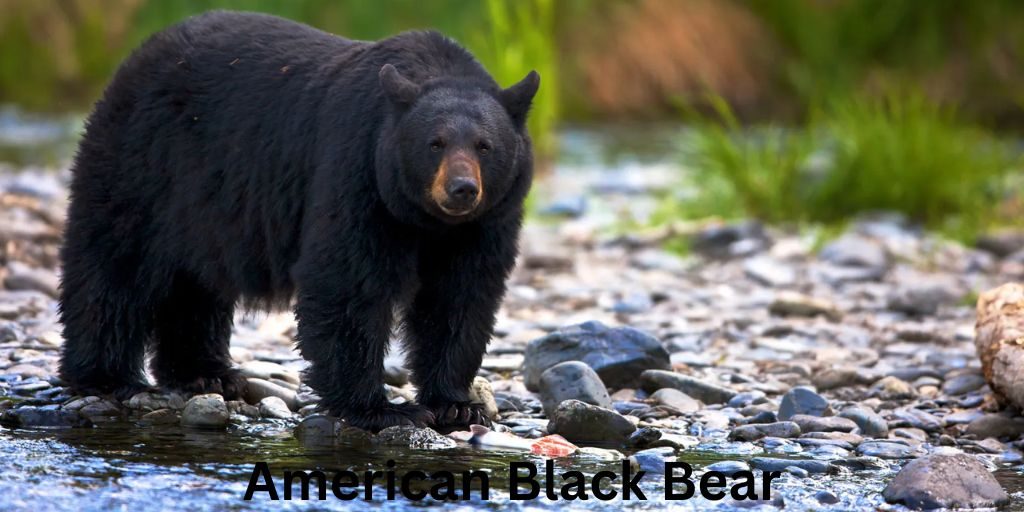 American Black Bear-Most Dangerous Animals In Georgia