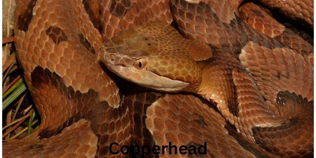 copperhead-Most Dangerous Animals In Georgia