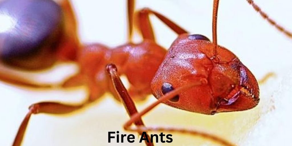 Fire Ants-Most Dangerous Animals In Georgia