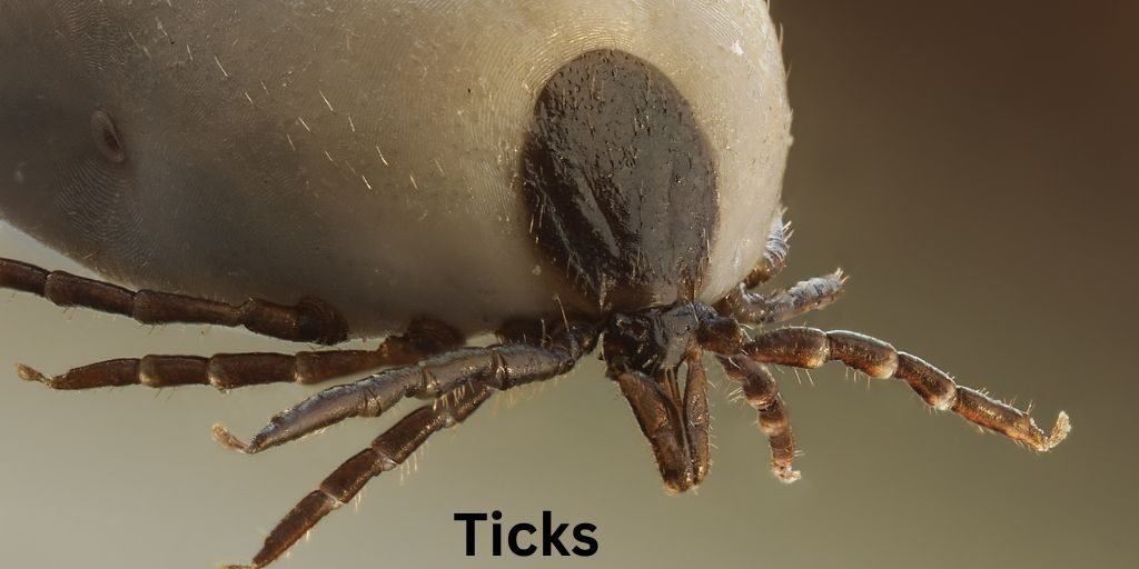 ticks-Most Dangerous Animals In Georgia