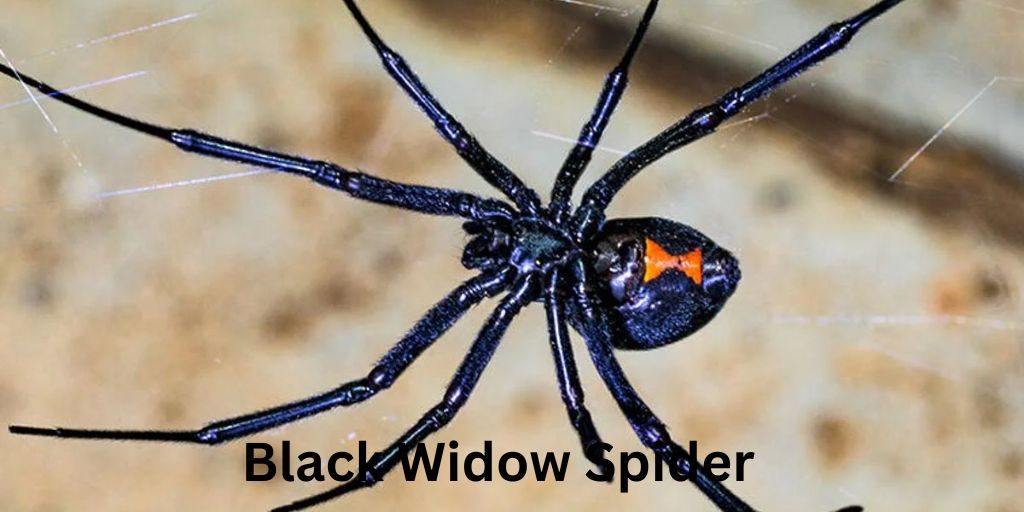 Black Widow Spider-Most Dangerous Animals In Georgia
